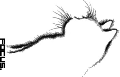 Cat_focus.xcs