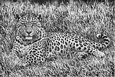 Leopard In the Grass.xcs