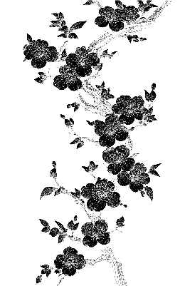 Cherry Blossoms.xcs