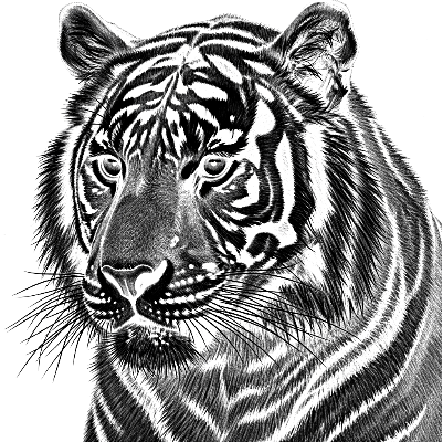 Tiger engrave - AImake - BD.xcs