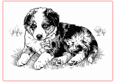 Chiot berger australien.xcs