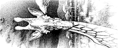 Giraffe in Africa.xcs