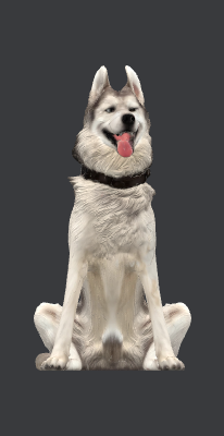 husky_jorik.xcs