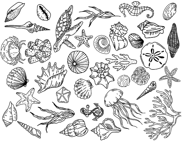 SeashellScreenPrintPattern.xcs