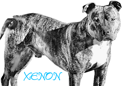 Xenon.xcs