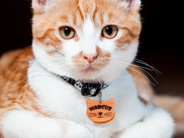 Four Customizable Cat Collar Tags pet id tag design