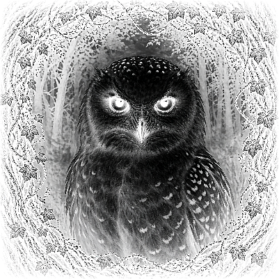 owl settings v3.xcs