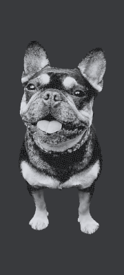 shop dog.xcs