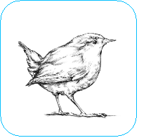 Zaunkönig.xcs