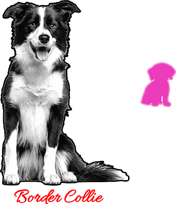 Border Collie Pine Log round.xcs