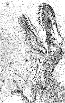 T-Rex.xcs