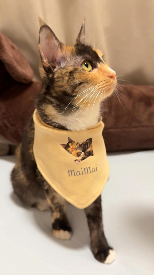 [DTF Printing] Custom Printed Cat Bandana with MaiMai Text in Yellow Fabric
