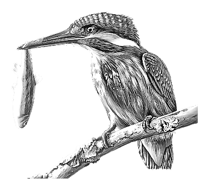 Kingfisher Coaster.xs