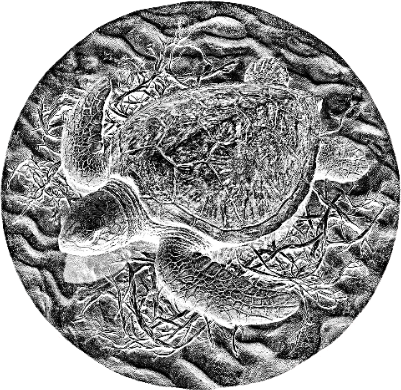 Turtle Slate Round.xcs