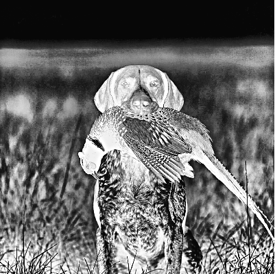 Hunting dog flask.xcs