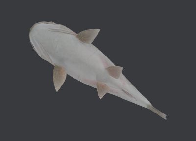steelhead.xcs