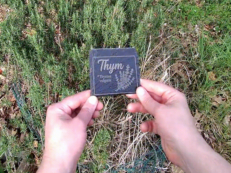 Étiquette de jardin en ardoise pour thym