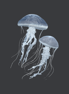 2 meduses.xcs