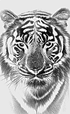 tigre.xcs