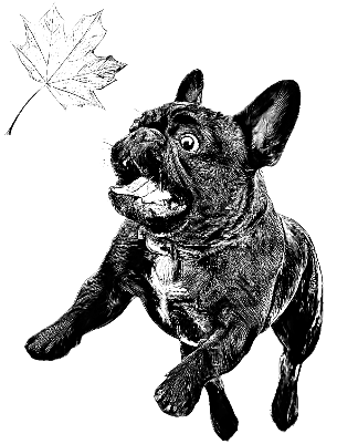 FFFrenchBulldogFallofJoyFINALv1.xcs
