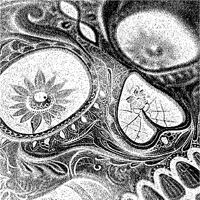 Skeleton face close up.xcs