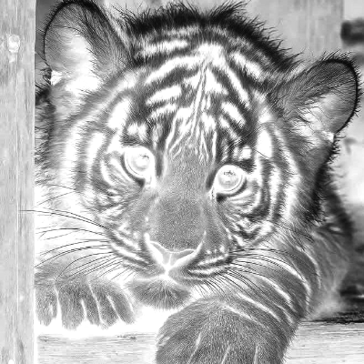 ardoise-bebe-tigre.xcs
