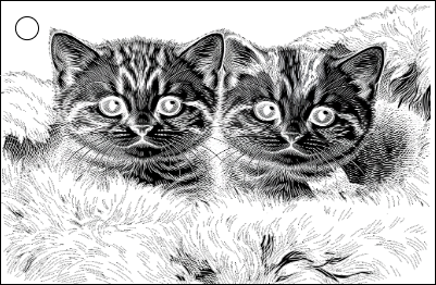 Kittens BL Acrylic.xcs