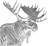 Moose on Black SS Flask IR.xcs