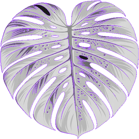 MonsteraDeliciosaCoaster.xcs