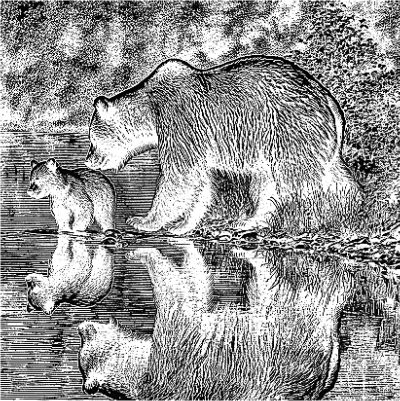bearcubslate.xcs