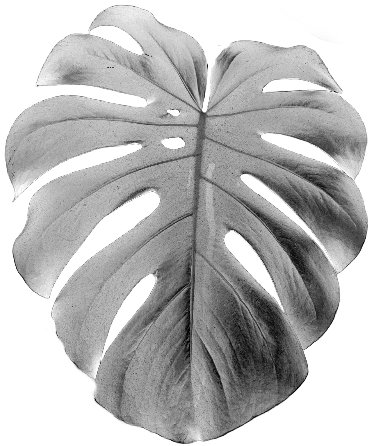 monstera.xcs