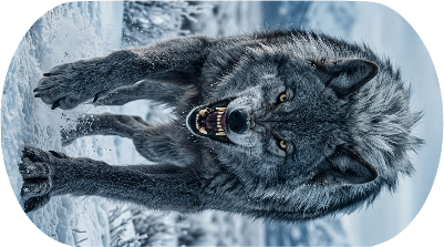 wolf.xcs